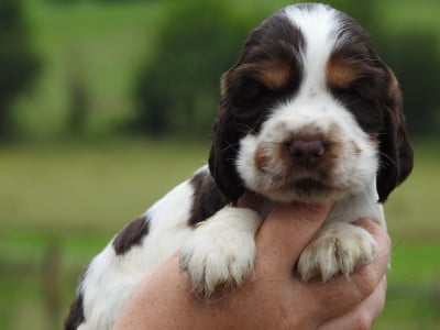 Les chiots de Cocker Spaniel Anglais