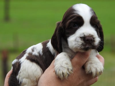 Les chiots de Cocker Spaniel Anglais
