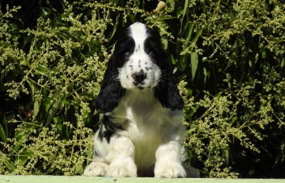 Les chiots de Cocker Spaniel Anglais