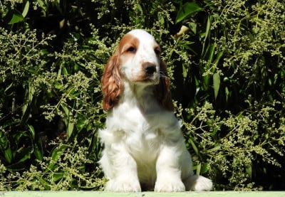 Les chiots de Cocker Spaniel Anglais