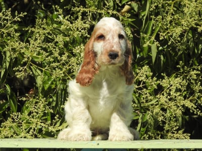 Les chiots de Cocker Spaniel Anglais