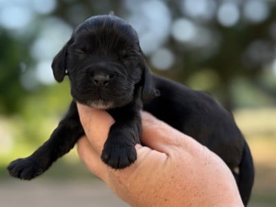 Mâle noir - Cocker Spaniel Anglais