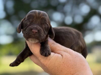 Femelle chocolat - Cocker Spaniel Anglais