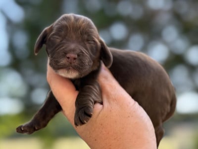 Femelle chocolat - Cocker Spaniel Anglais
