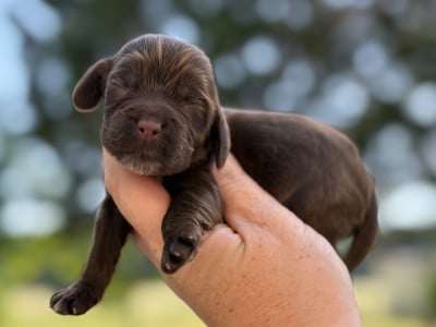 Femelle chocolat - Cocker Spaniel Anglais