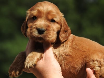Les chiots de Cocker Spaniel Anglais