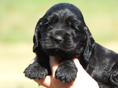 Les chiots de Cocker Spaniel Anglais
