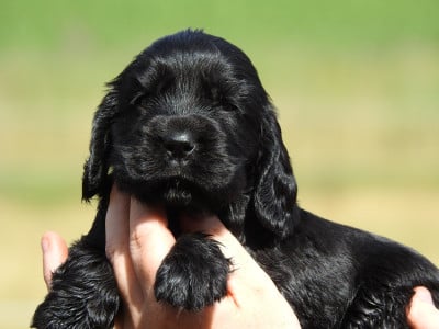 Les chiots de Cocker Spaniel Anglais