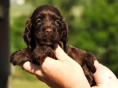 Les chiots de Cocker Spaniel Anglais