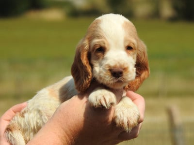 Les chiots de Cocker Spaniel Anglais
