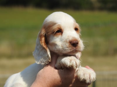 Les chiots de Cocker Spaniel Anglais