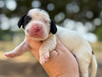 Les chiots de Cocker Spaniel Anglais