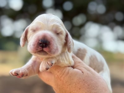 Les chiots de Cocker Spaniel Anglais