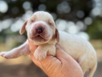 Les chiots de Cocker Spaniel Anglais