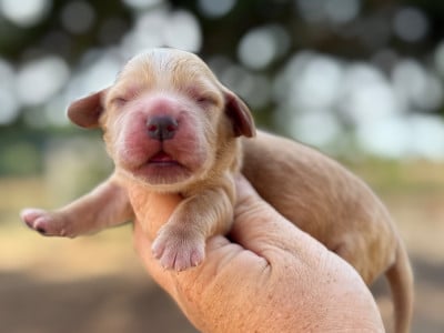 Les chiots de Cocker Spaniel Anglais