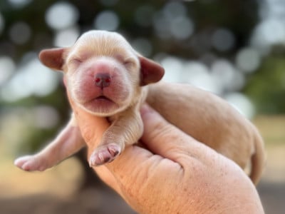 Les chiots de Cocker Spaniel Anglais