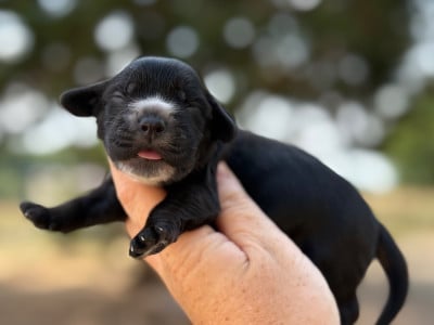 Les chiots de Cocker Spaniel Anglais