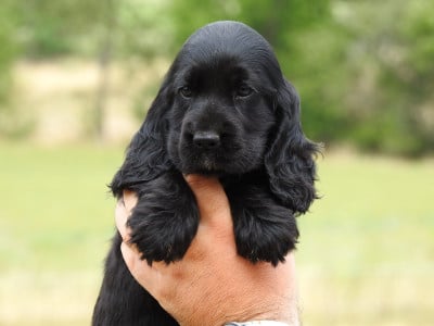 Les chiots de Cocker Spaniel Anglais