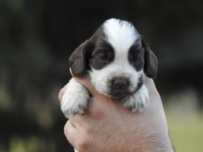 Les chiots de Cocker Spaniel Anglais