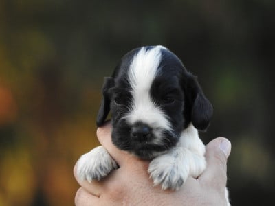 Les chiots de Cocker Spaniel Anglais