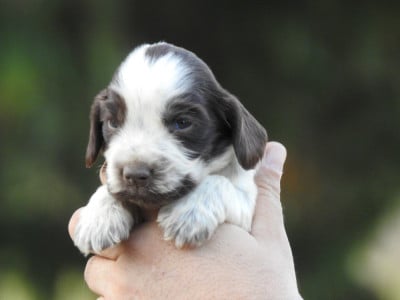 Les chiots de Cocker Spaniel Anglais