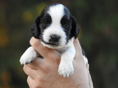 Les chiots de Cocker Spaniel Anglais