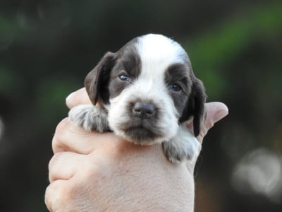 Les chiots de Cocker Spaniel Anglais