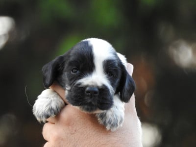 Les chiots de Cocker Spaniel Anglais