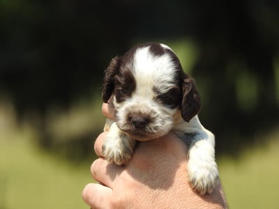 Les chiots de Cocker Spaniel Anglais