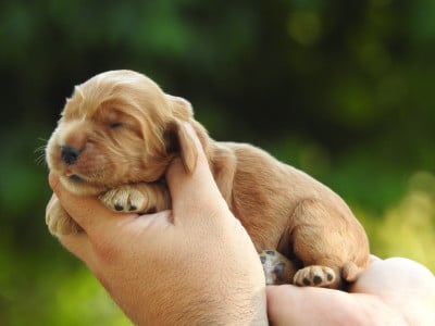 Les chiots de Cocker Spaniel Anglais