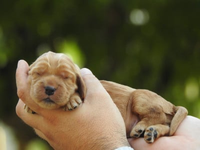 Les chiots de Cocker Spaniel Anglais