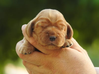 Les chiots de Cocker Spaniel Anglais