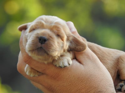 Les chiots de Cocker Spaniel Anglais