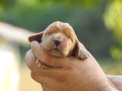 Les chiots de Cocker Spaniel Anglais