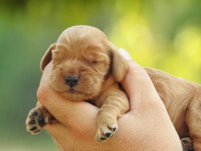 Les chiots de Cocker Spaniel Anglais