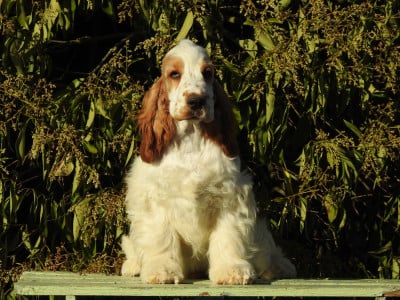 Les chiots de Cocker Spaniel Anglais