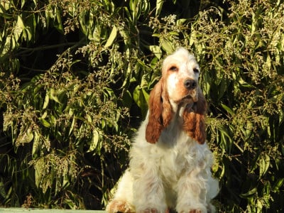 Les chiots de Cocker Spaniel Anglais