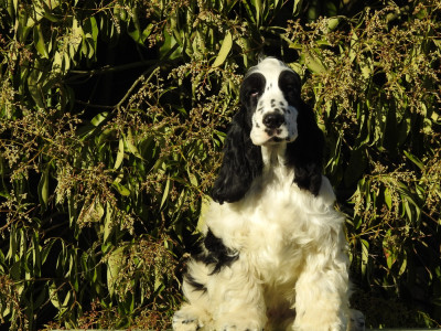 Les chiots de Cocker Spaniel Anglais