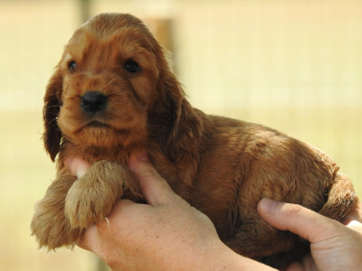 Les chiots de Cocker Spaniel Anglais