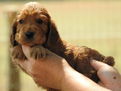 Les chiots de Cocker Spaniel Anglais
