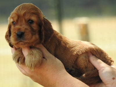 Les chiots de Cocker Spaniel Anglais
