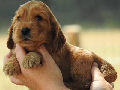 Les chiots de Cocker Spaniel Anglais