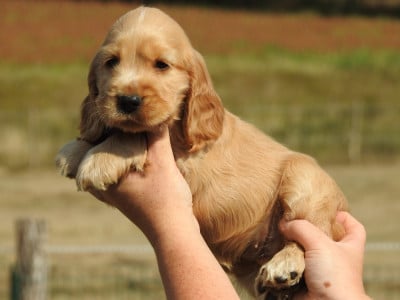 Les chiots de Cocker Spaniel Anglais