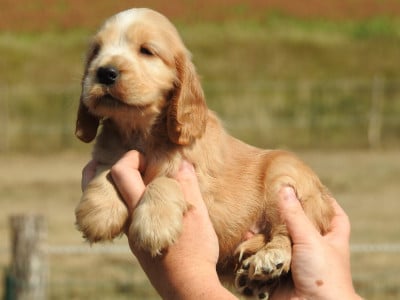 Les chiots de Cocker Spaniel Anglais