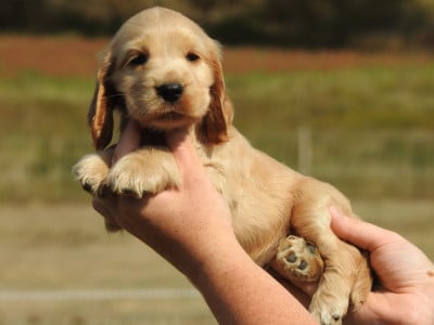 Les chiots de Cocker Spaniel Anglais