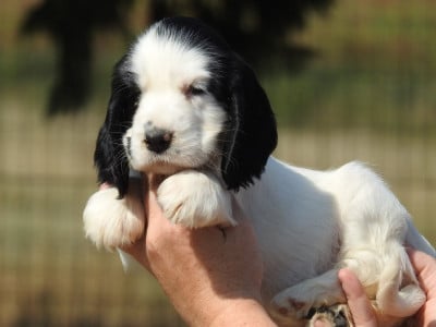 Les chiots de Cocker Spaniel Anglais