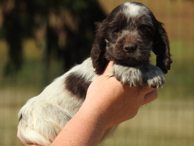Les chiots de Cocker Spaniel Anglais