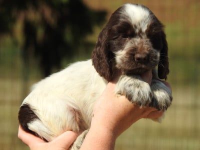 Les chiots de Cocker Spaniel Anglais