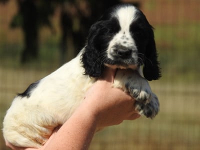 Les chiots de Cocker Spaniel Anglais