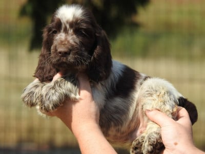 Les chiots de Cocker Spaniel Anglais